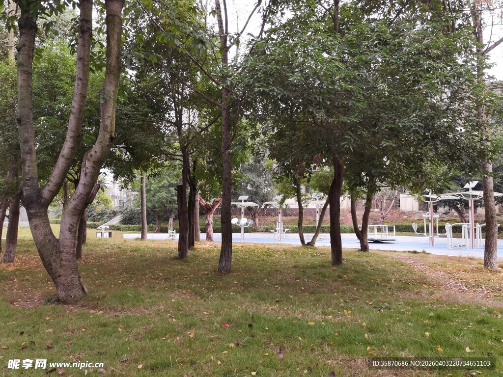公园林间草地景致