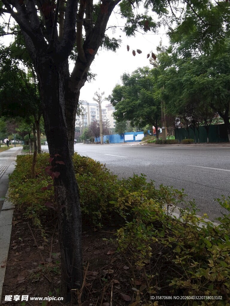 城市街边绿树与灌木丛