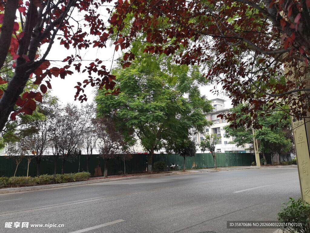 林荫下的静谧道路