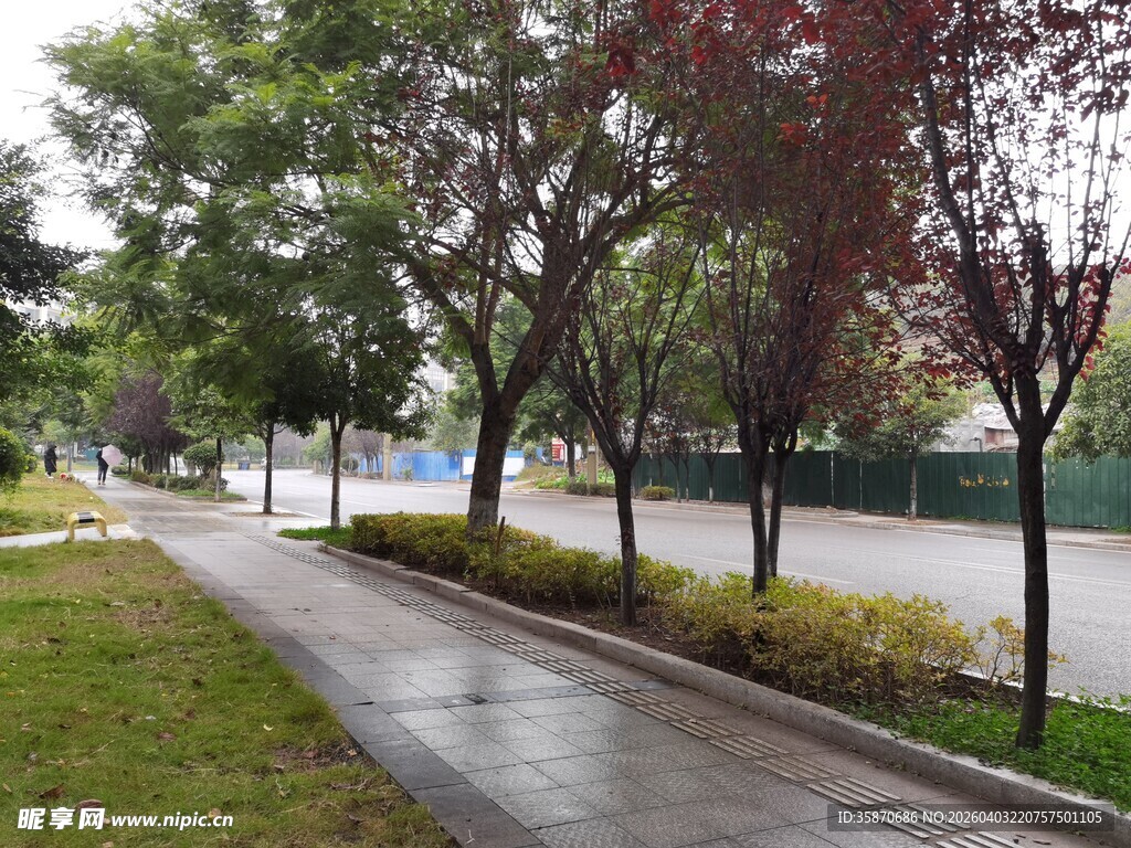 雨后湿润的林荫步道