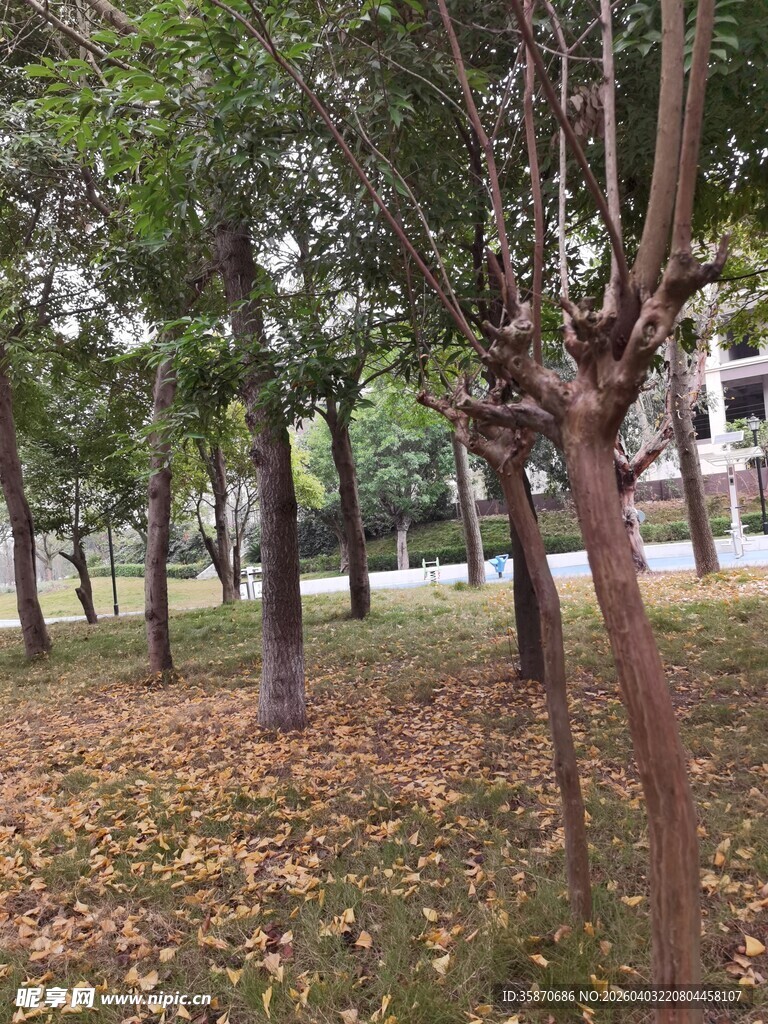 秋日林间落叶景致