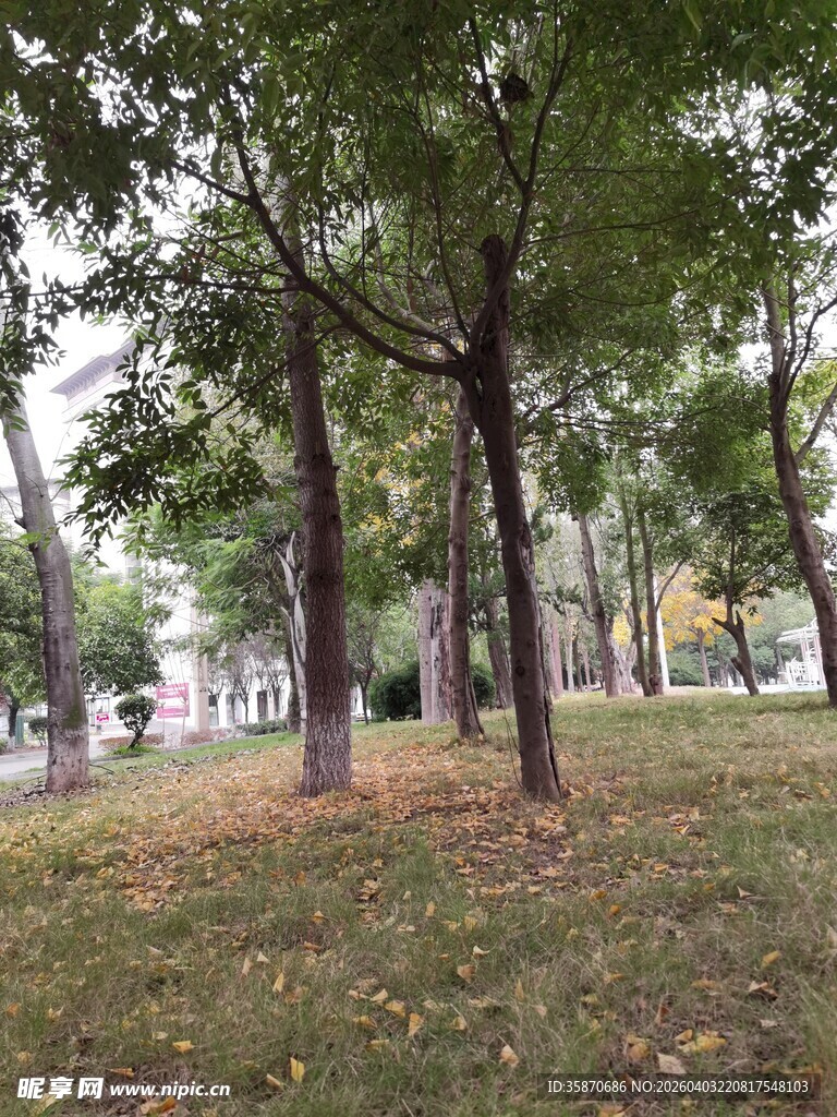 秋日林间草地静谧景象