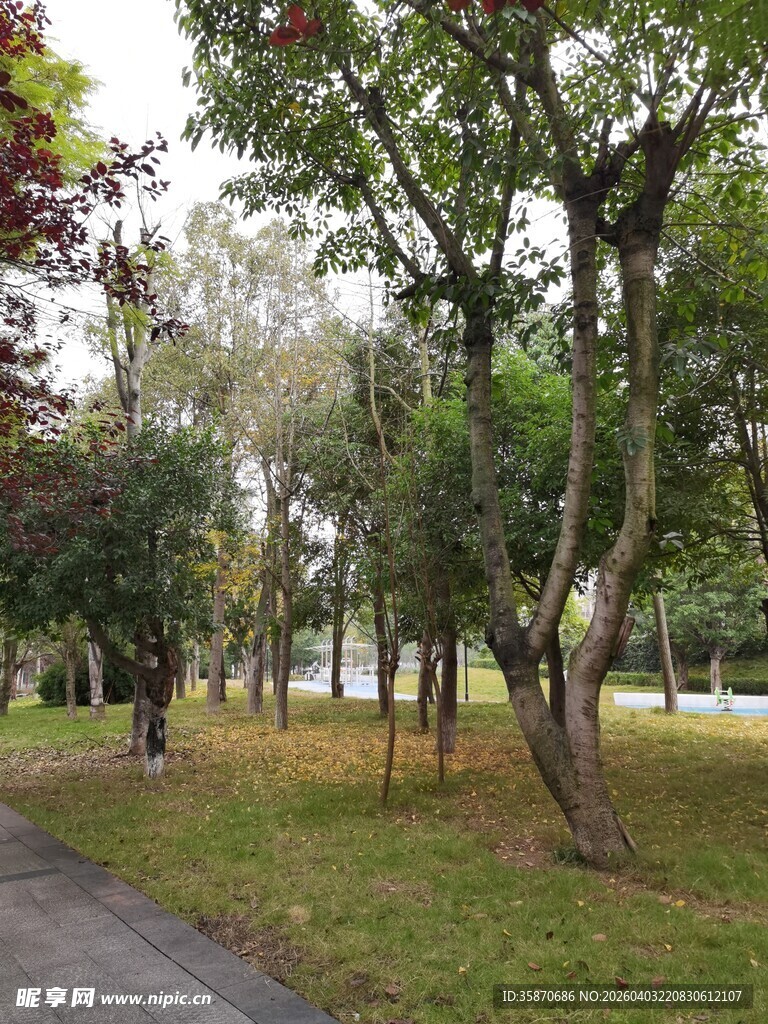 公园林荫小道绿意景致