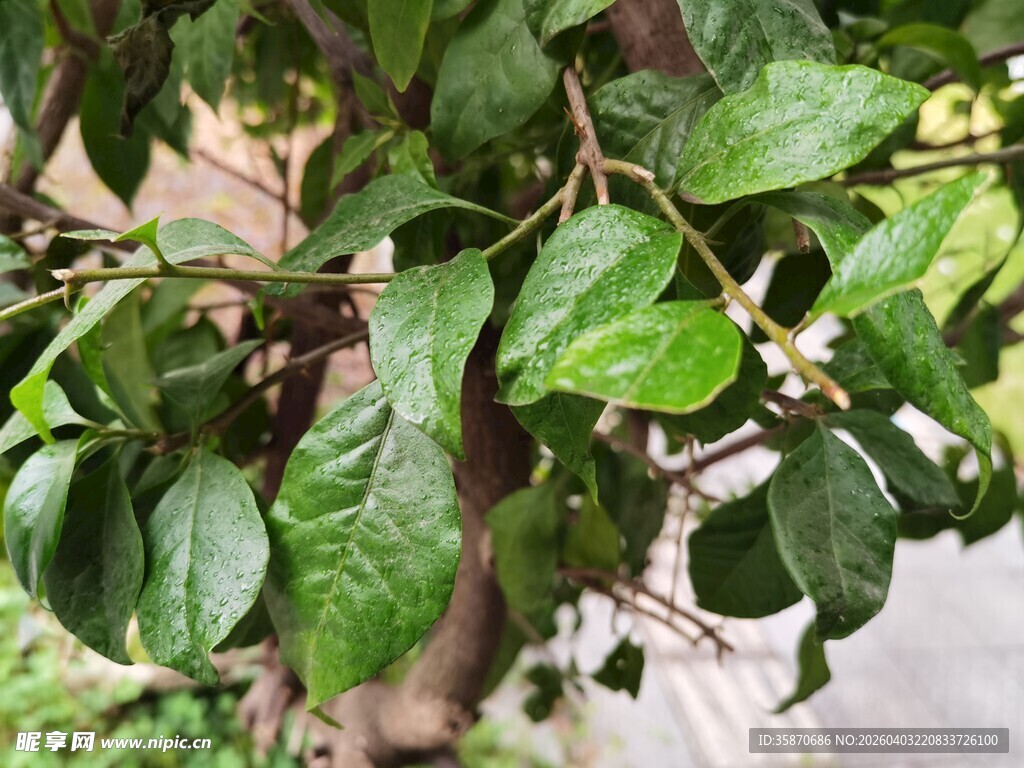 翠绿繁茂的桂花树叶特写