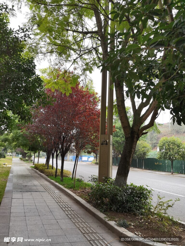 林荫步道秋日斑斓景致