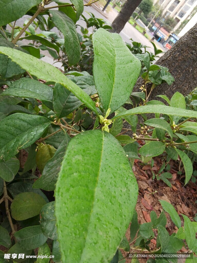 绿叶桂花花枝特写
