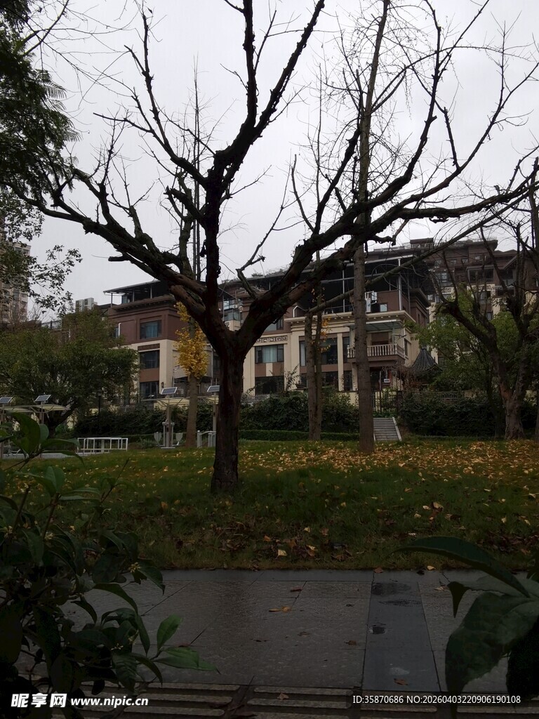 冬日枯树旁的建筑景观