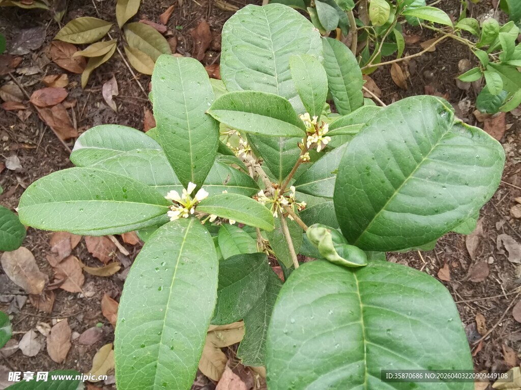 绿叶丛中的绽放桂花