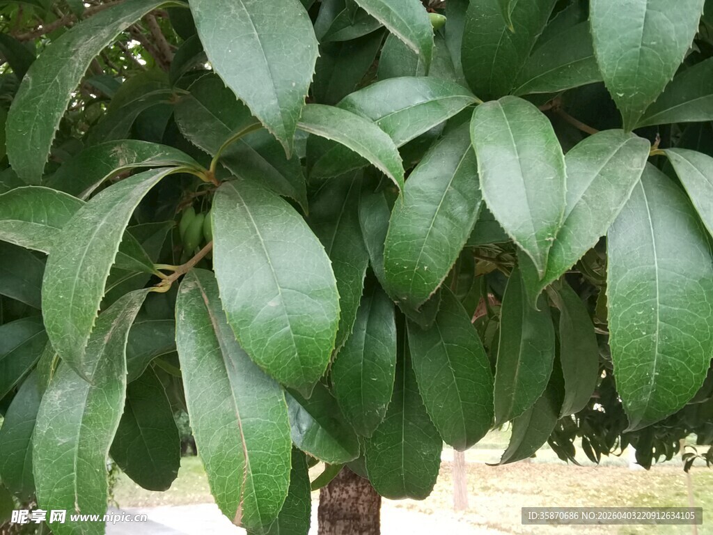 翠绿茂盛的桂树叶片特写