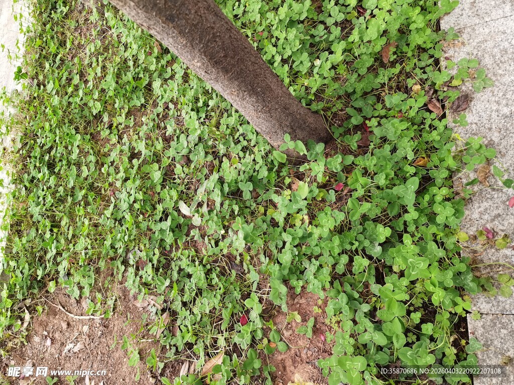 树下葱郁绿植景象