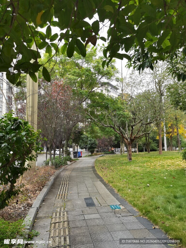 城市中的静谧林荫小道