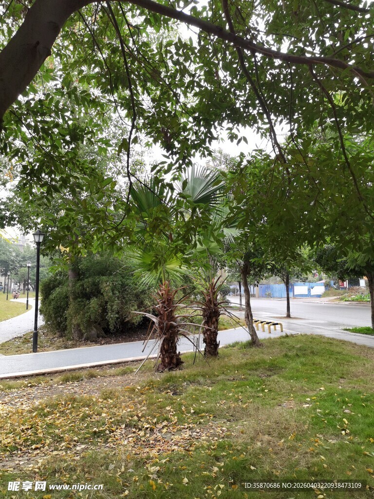 公园绿荫下的宁静小路