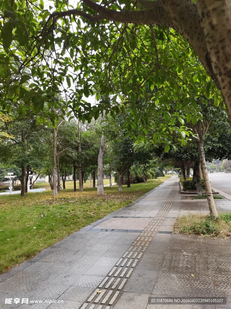 林荫下的静谧步道