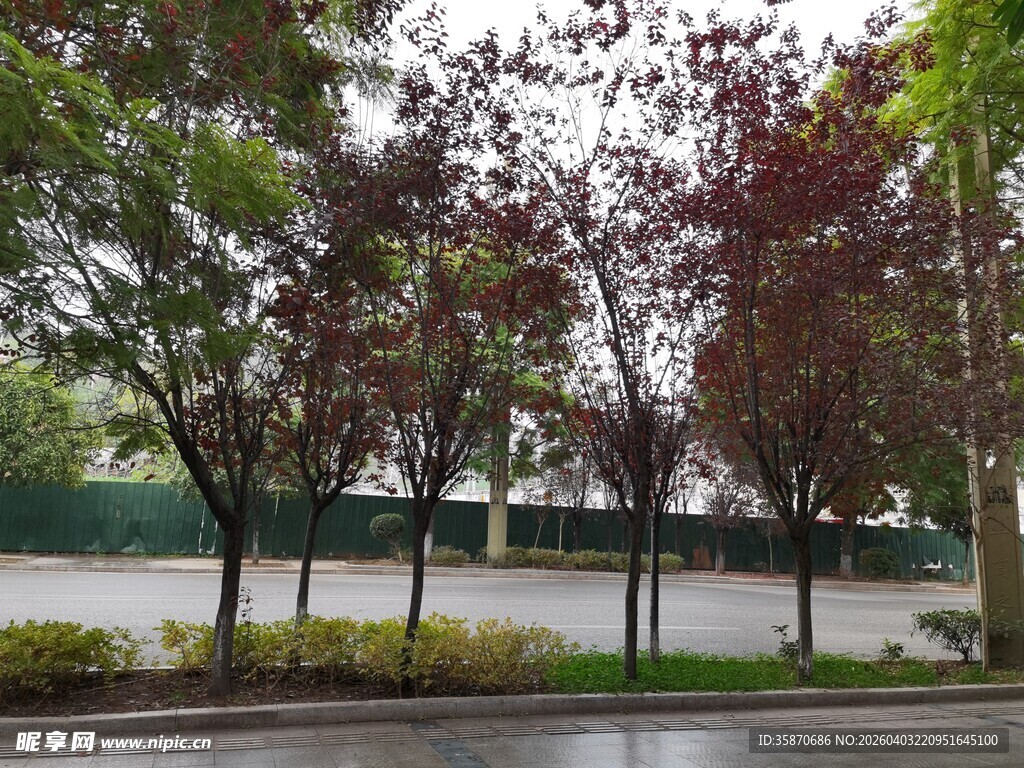 雨后校园道路旁的多彩树木