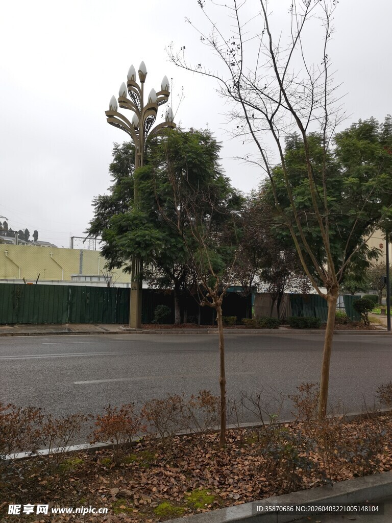 空旷停车场旁的树木景象