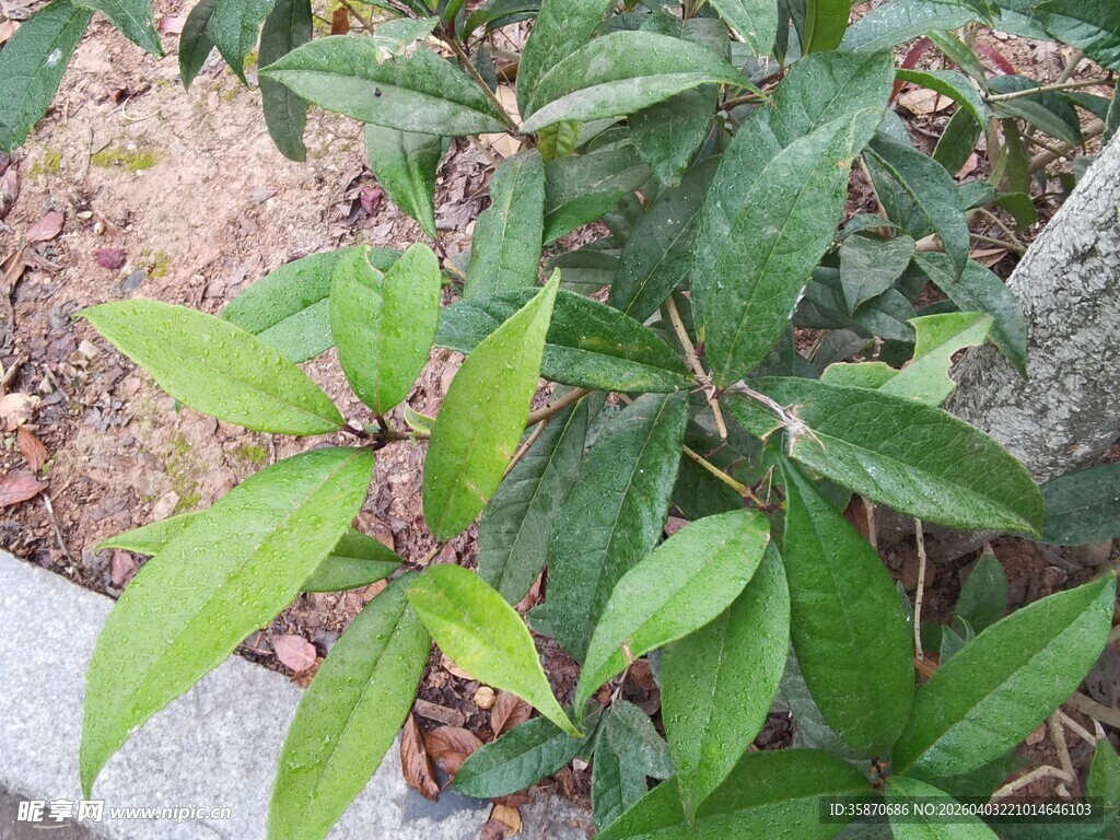 绿叶繁茂的植物景象