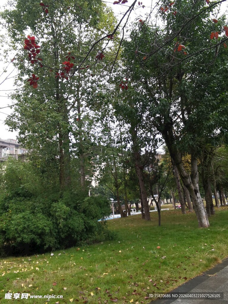 秋日校园林荫道景色