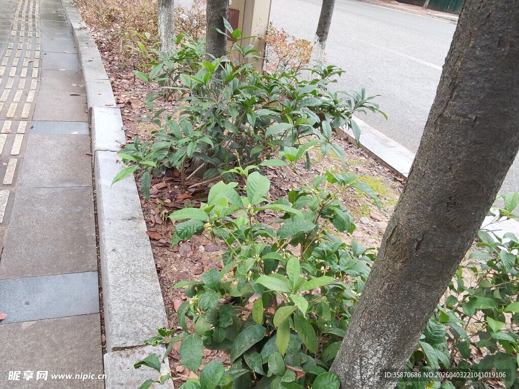 路边绿植景观