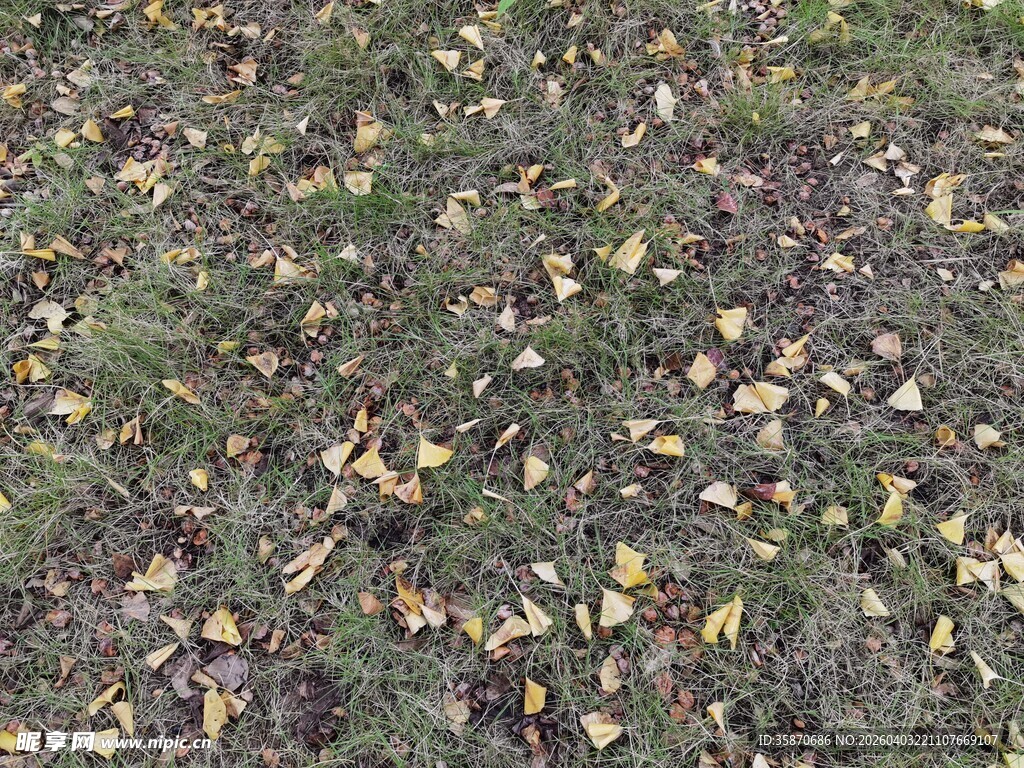 地面散落的枯黄落叶