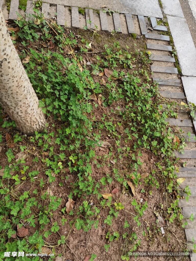 树下繁茂绿植景观