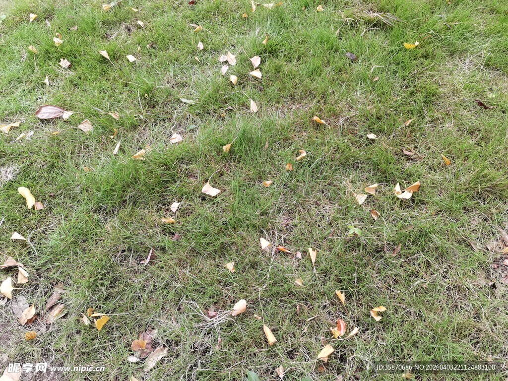 秋日草地散落枯黄树叶