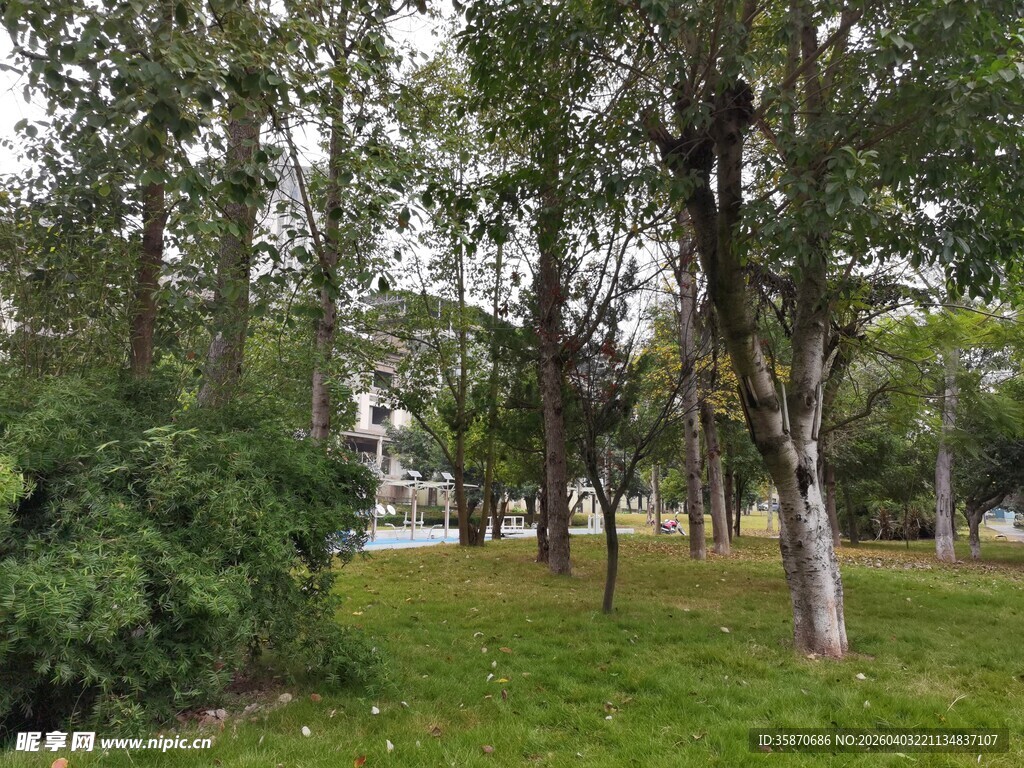 绿意盎然的公园景致