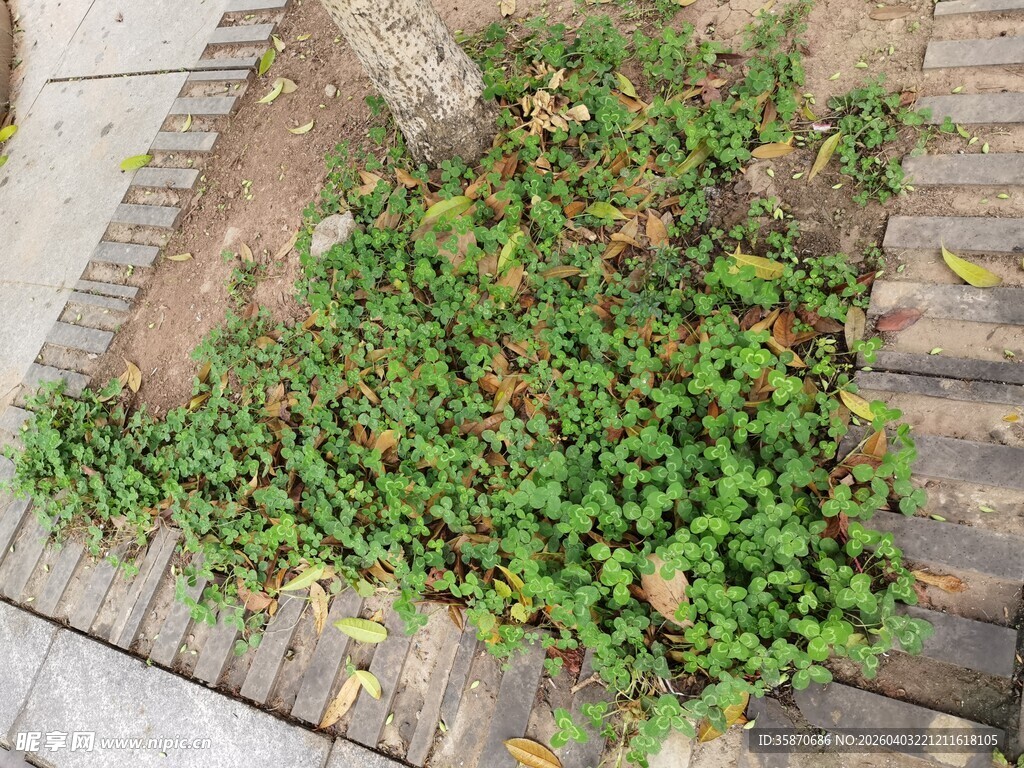石板间生长的翠绿植物
