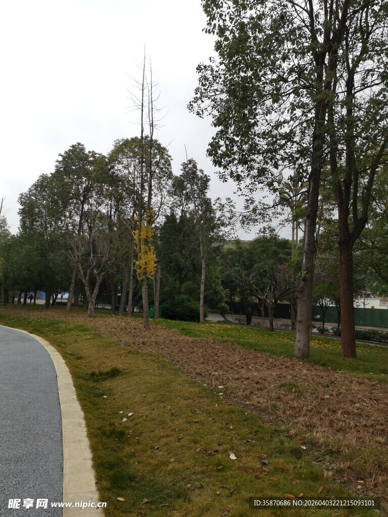 秋日公园的静谧小路
