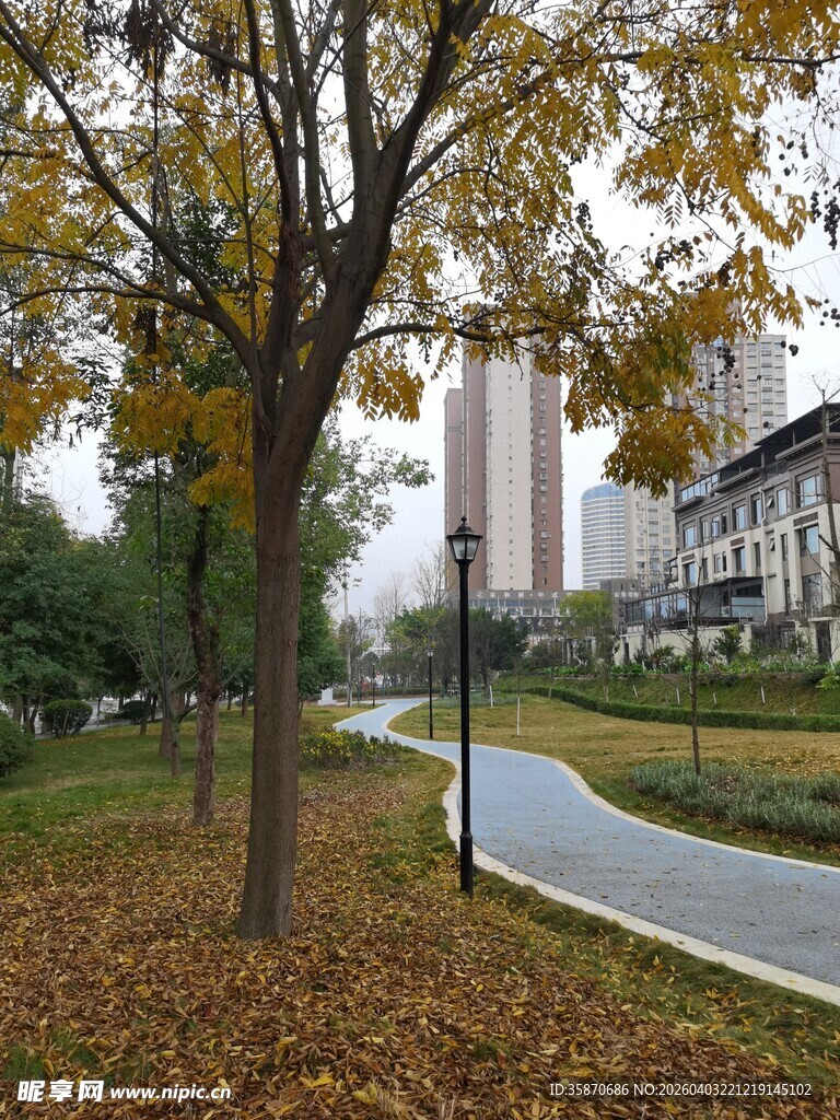 秋日公园小路落叶景致