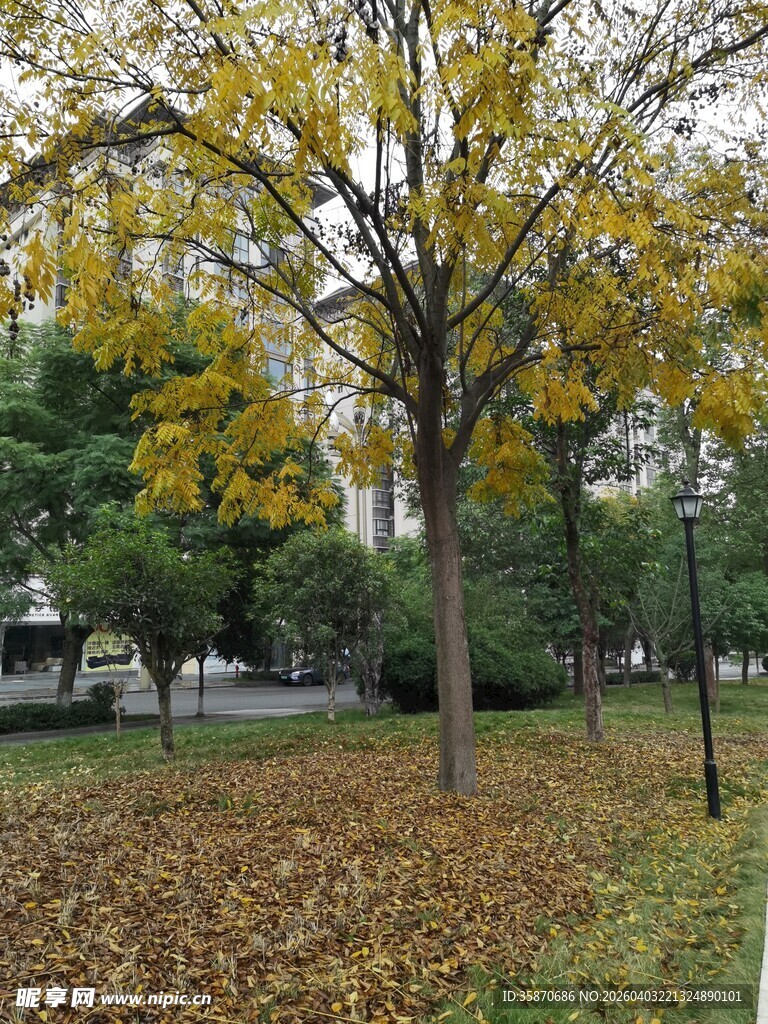 秋日公园落叶树景