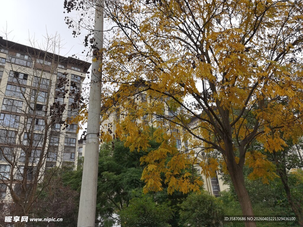 秋日街边黄叶点缀的景致