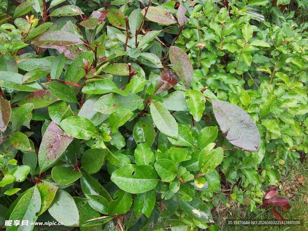绿叶与紫叶交织的植物景观