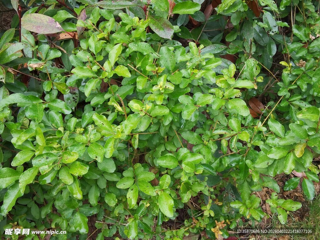 翠绿繁茂的植物景观