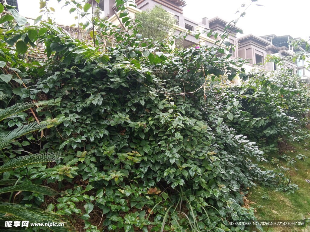 繁茂绿植覆盖的户外景象