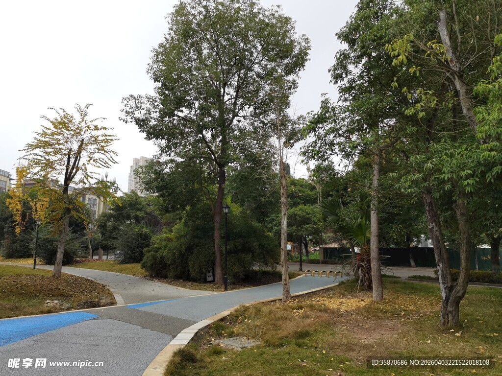 林间蜿蜒小路风景