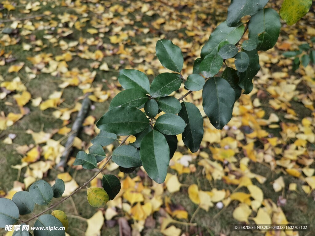银杏叶间的绿色植株