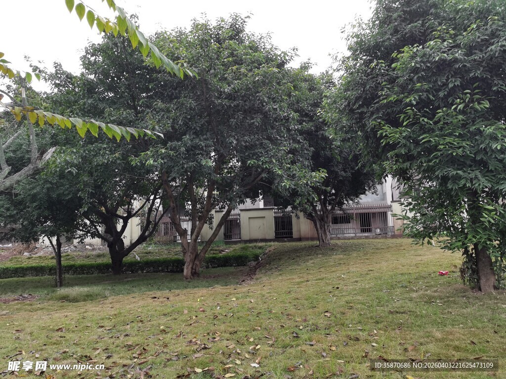 庭院绿树成荫的静谧景致