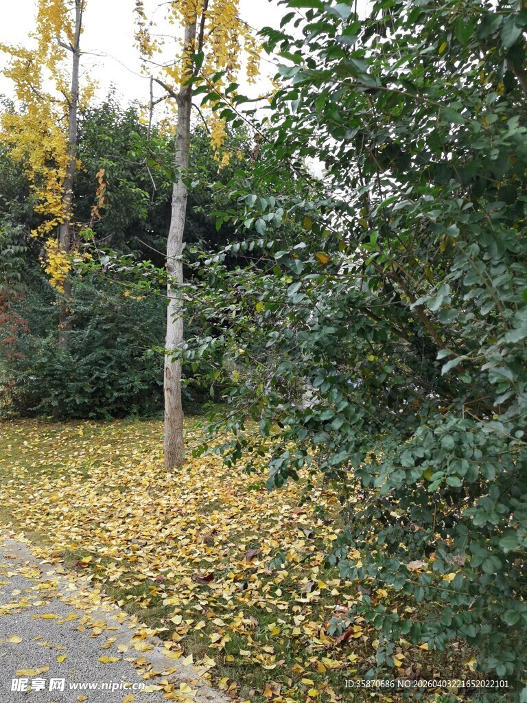 秋日林间落叶景致