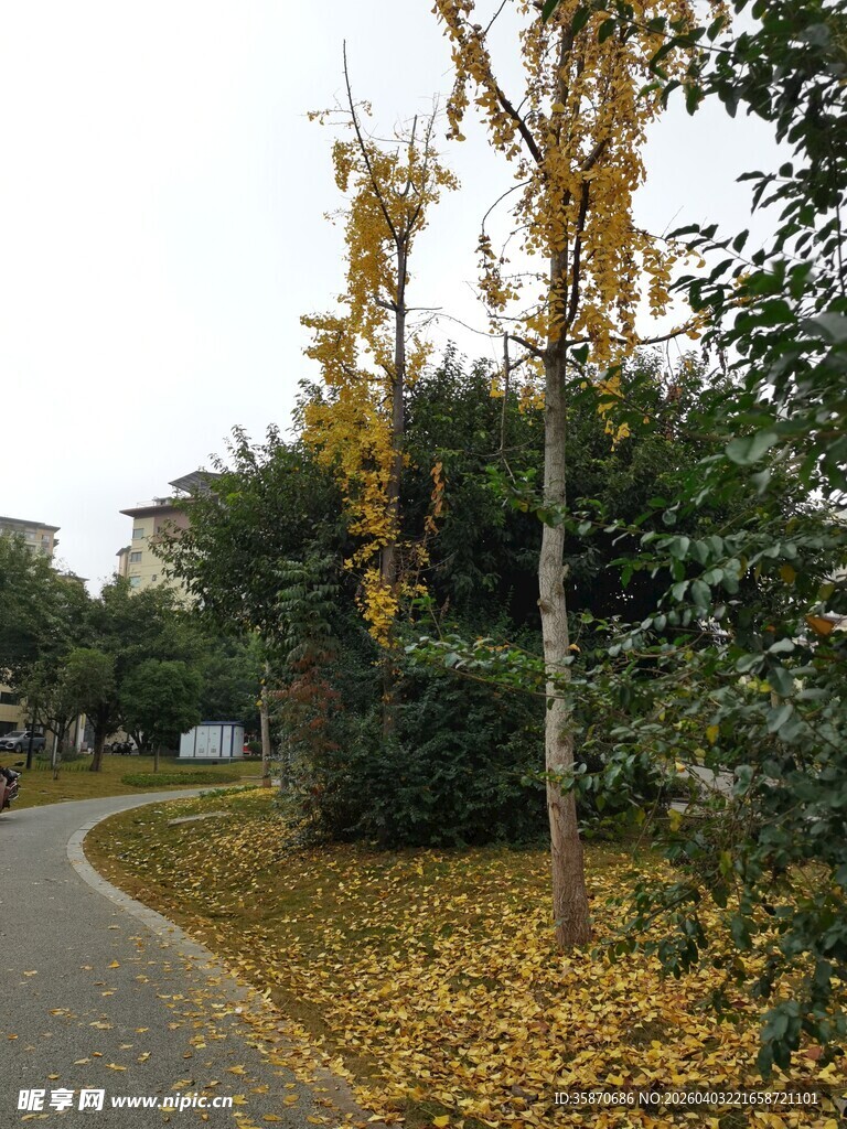 秋日林间小路的斑斓景致