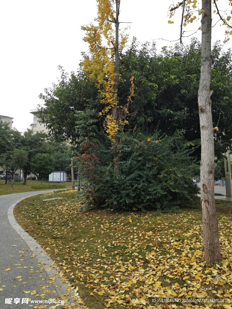 秋日林荫道落叶铺满地