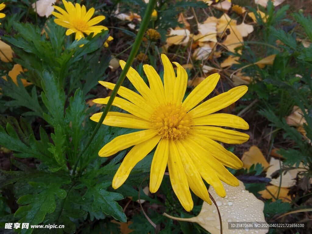 绽放的黄色美丽小雏菊