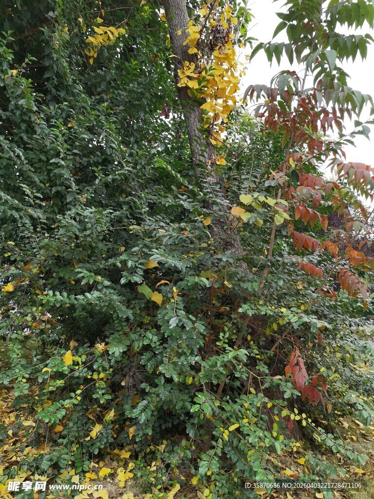 多彩繁茂的植物景观