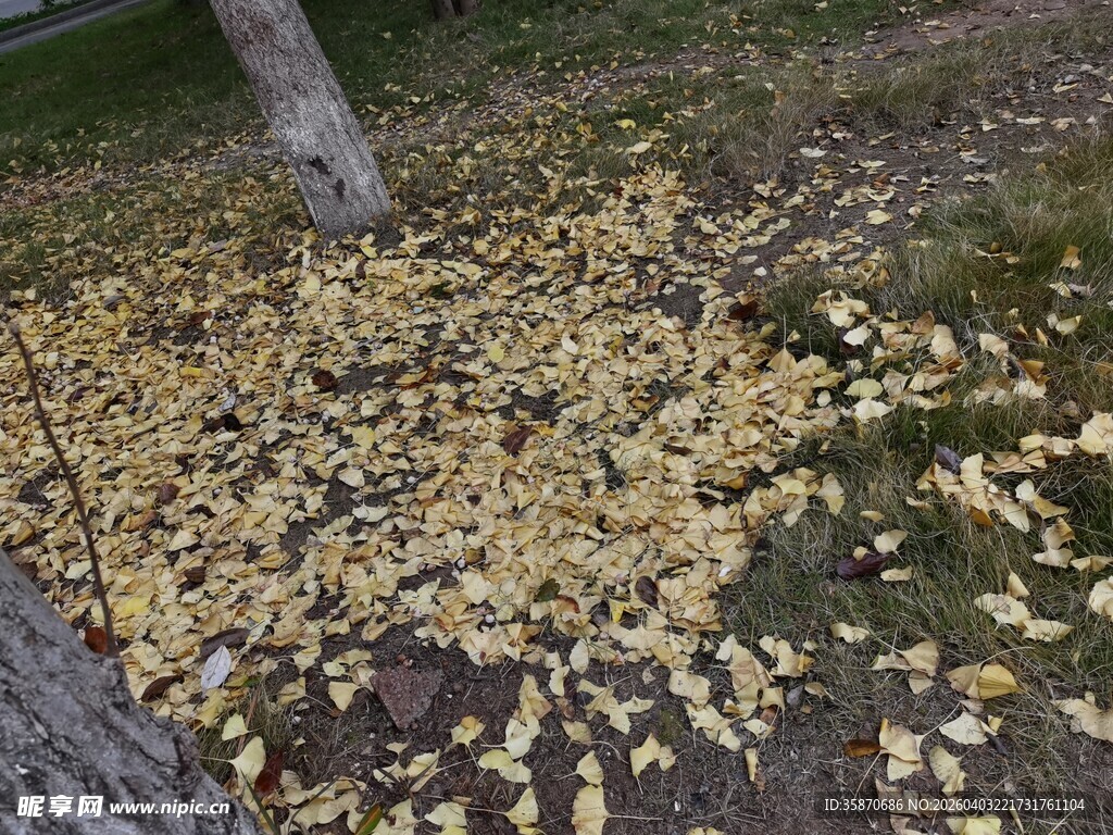 树下金黄落叶铺满地面