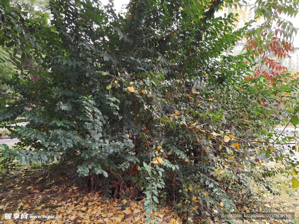 茂盛绿植地面散落枯叶