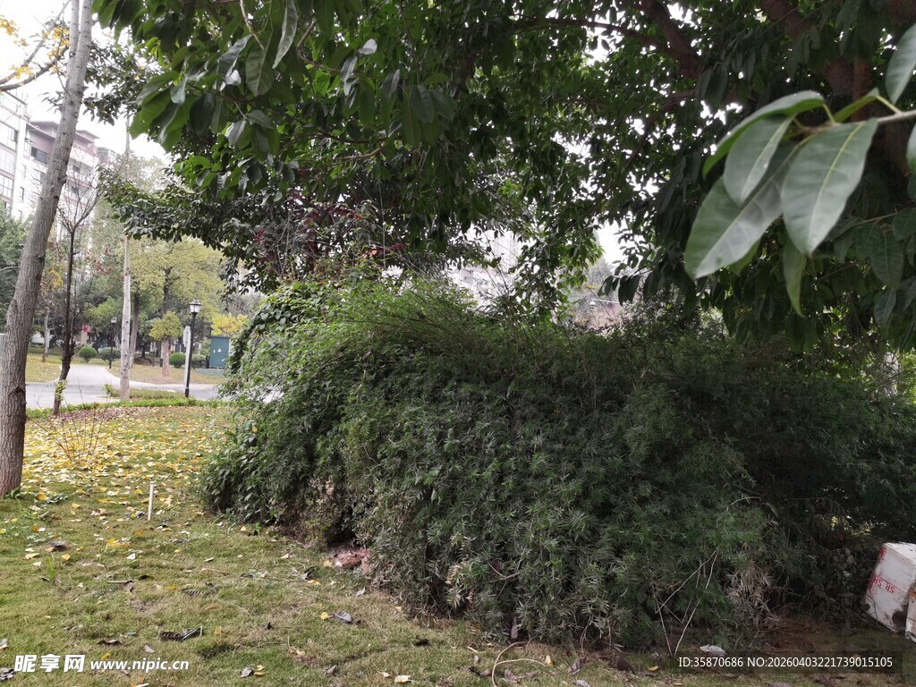 绿意盎然的户外灌木丛景