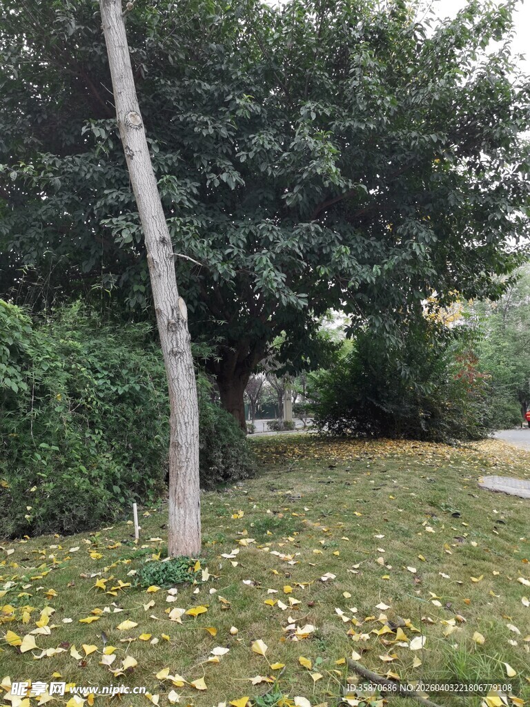 秋日林间小道落叶景致