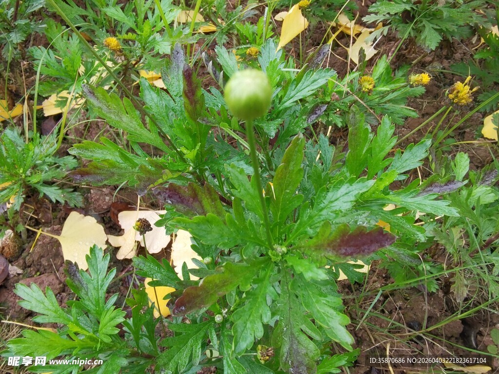 绿色植物特写