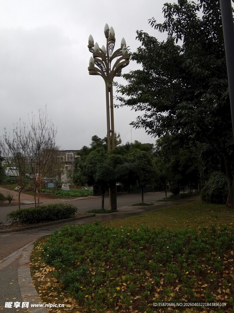 公园中的高大奇特树木