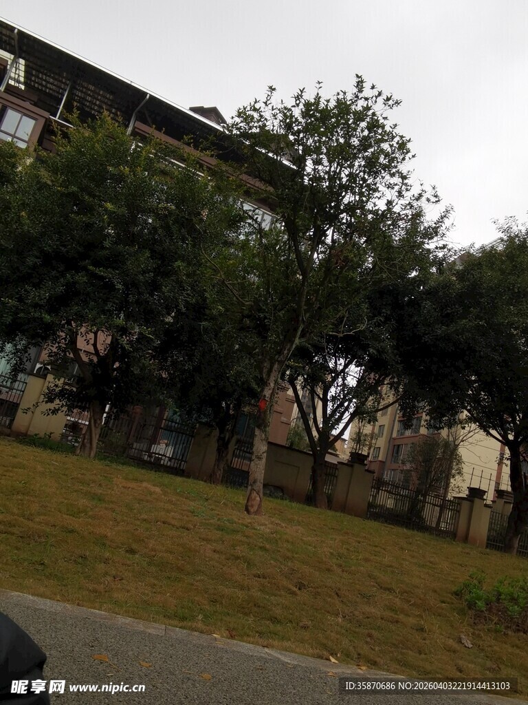 住宅区外的树木与建筑