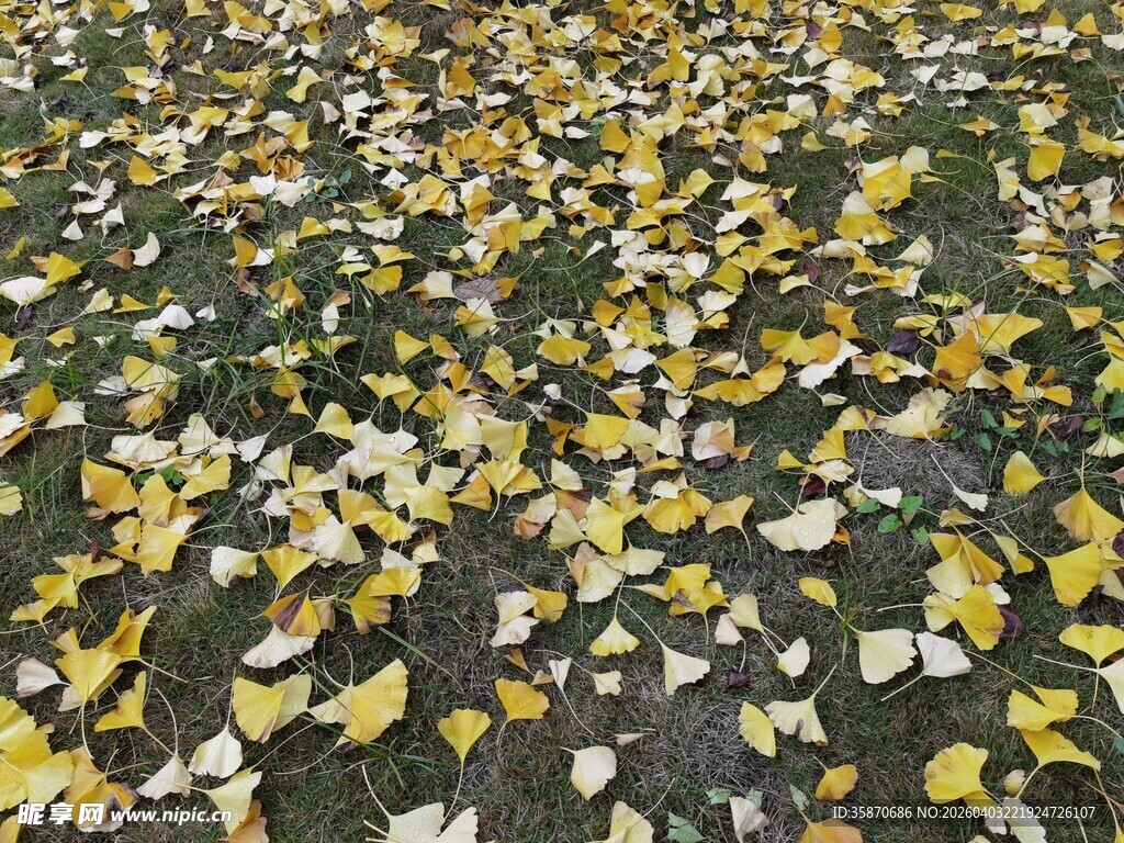 满地银杏落叶秋景图